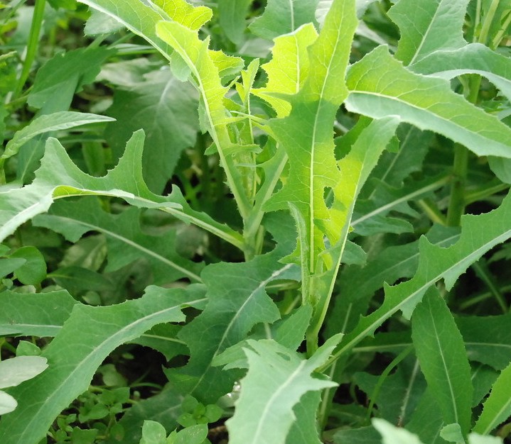 xjb高的野生干苦菜要到哪里买，干苦菜价格范围