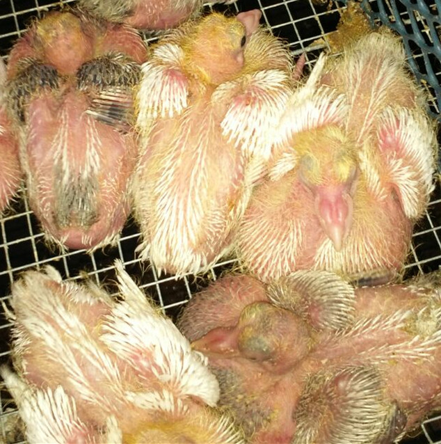肉鴿供應/山東羽成鴿業