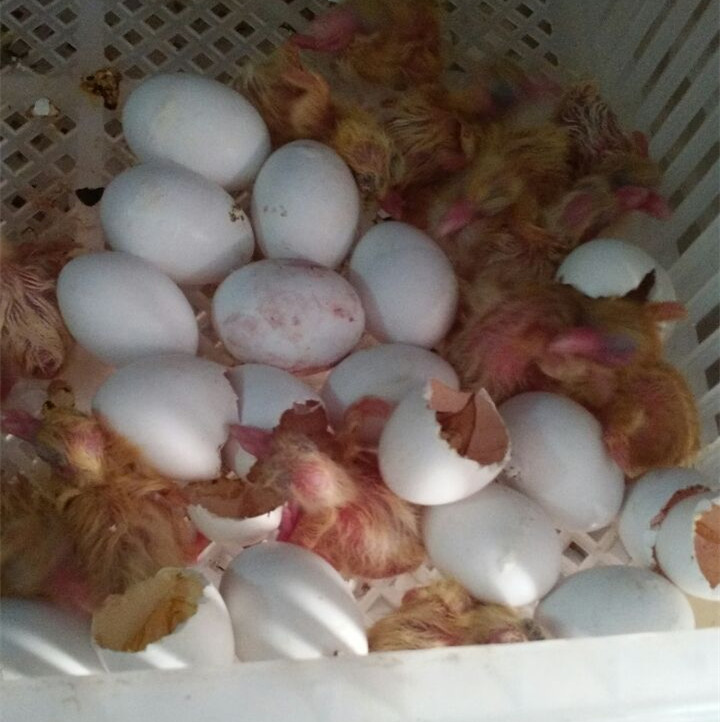 江蘇乳鴿廠家/山東羽成鴿業