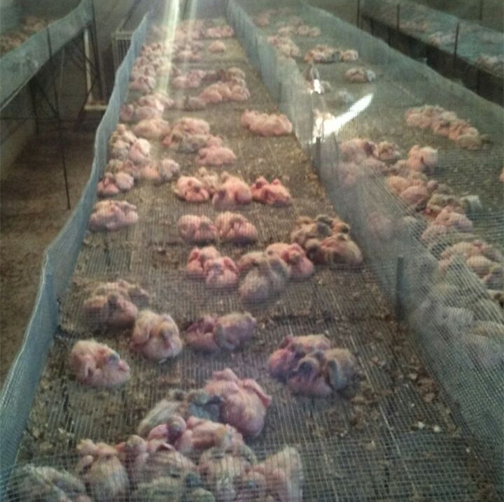 江蘇乳鴿廠家/山東羽成鴿業