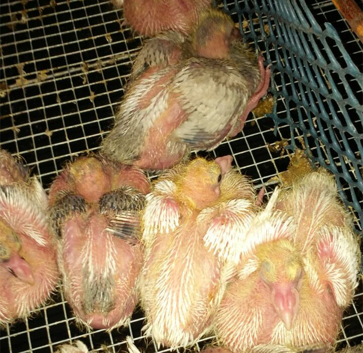 江蘇乳鴿廠家/山東羽成鴿業