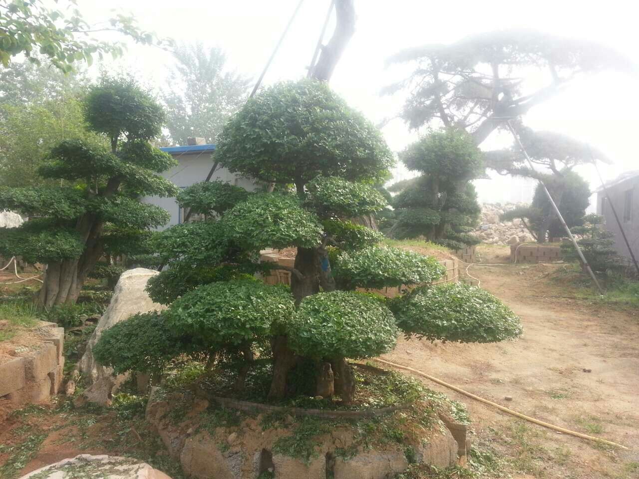 浙江造型松：山東造型松推薦