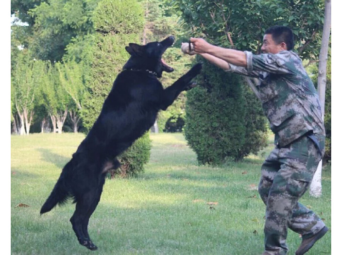 【志偉犬業(yè)】煙臺東德牧羊犬 煙臺馬犬 東德牧羊犬種公配種