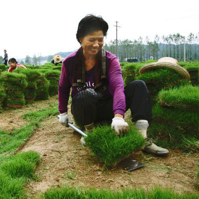 郴州草皮推荐精品|郴州龙山苗木