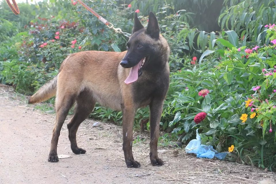 山東臨沂馬犬養(yǎng)殖場專業(yè)馬犬配種訓練出售精品馬犬價格好任性