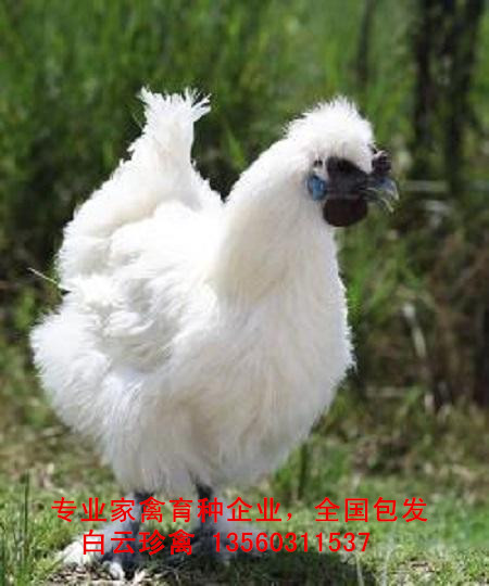 2016年白鳳烏雞苗價格，白鳳烏雞苗批發(fā)價格