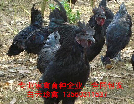 2016年綠殼雞苗報(bào)價(jià)，廠家出廠價(jià)格含運(yùn)費(fèi)