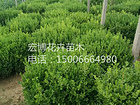 小葉黃楊球價(jià)格_優(yōu)惠的小葉黃楊球出售