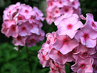 優質福祿考基地傾情推薦，宿根花卉種植基地