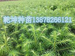 廣西杉木苗 廣西杉木苗價格信息