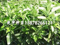 廣西杉木種子供應商——杉樹種子種植