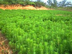 柳州专业种植湿地松苗_广西哪里有出售松树苗