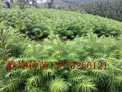 廣東桂花樹(shù)苗——哪里能買(mǎi)到高純度桂花苗