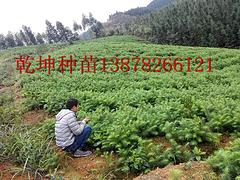 柳州柚子苗_品種好的柚子樹苗價(jià)格怎么樣