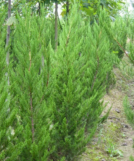 批发大量小龙柏、青州小龙柏基地、优质小龙柏-本东花卉苗木基地