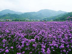 綠化用馬鞭草基地，周氏兄弟花卉苗木出售優(yōu)質(zhì)馬鞭草