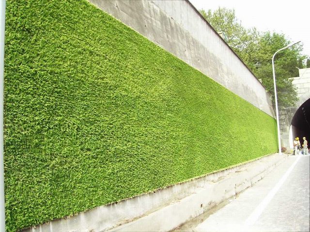 供應福建三明躍牛垂直綠化