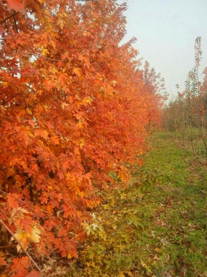 2015年新品種美國(guó)紅楓‘秋日夢(mèng)幻’，秋紫白蠟，挪威槭