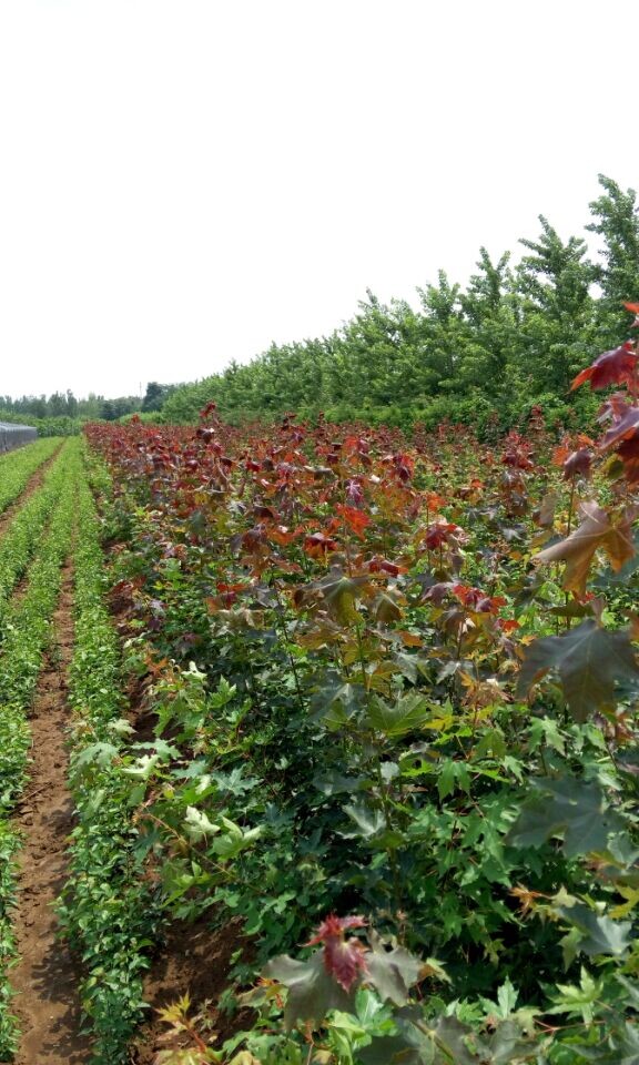 秋日夢幻、秋紫白蠟、挪威槭、彩葉豆梨，青州彩葉喬木培育基地