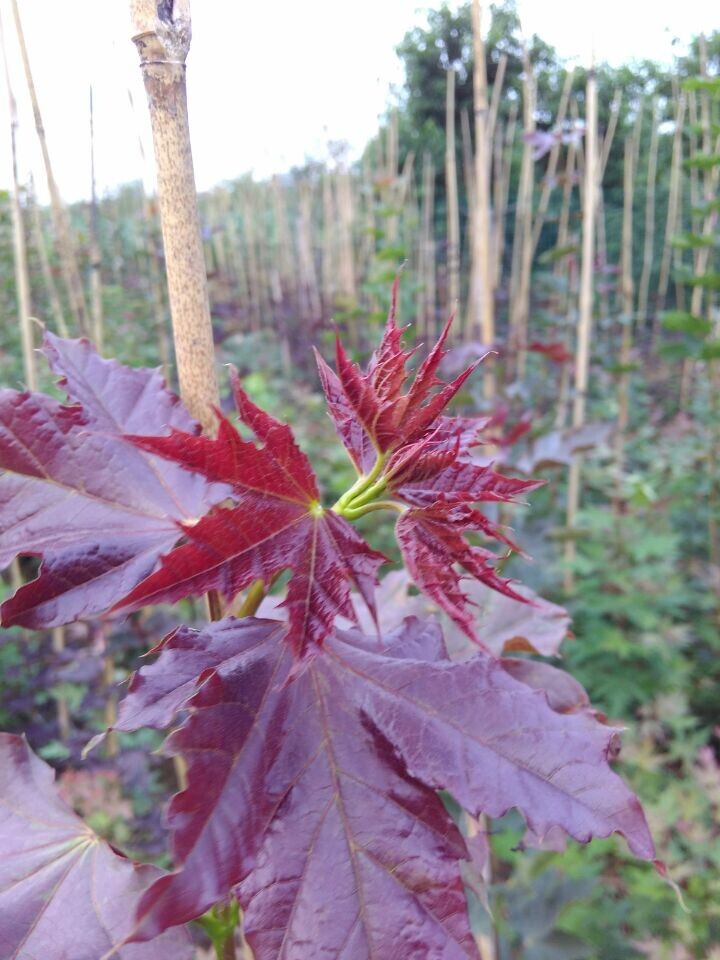 生長(zhǎng)迅速的‘秋日夢(mèng)幻’求購(gòu)，就到青州彩葉基地