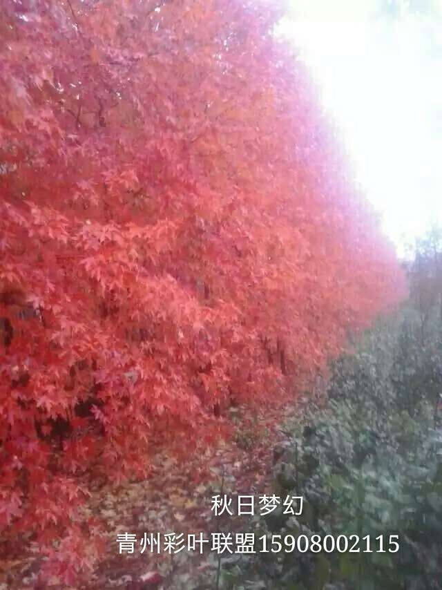 生長迅速的‘秋日夢幻’求購，就到青州彩葉基地