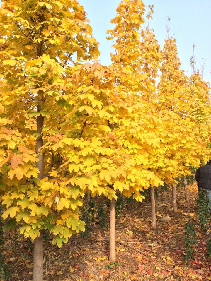 變色漂亮的‘秋日夢(mèng)幻’，就到青州彩葉喬木培育基地