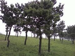 營(yíng)養(yǎng)缽側(cè)柏批發(fā)基地 側(cè)柏苗木基地_優(yōu)質(zhì)營(yíng)養(yǎng)缽側(cè)柏供應(yīng)商