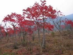 寧夏營養(yǎng)缽側(cè)柏，山東品種好的營養(yǎng)缽側(cè)柏供應(yīng)