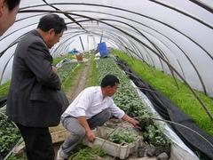 西瓜專用膜廠家，山東哪里供應的西瓜專用膜品質好