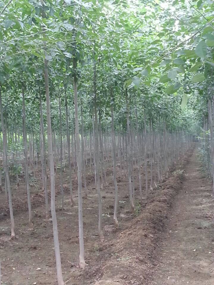 白蠟小苗價格優(yōu)惠鴻基園林山東專業(yè)白蠟種植基地