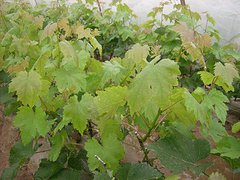 【生活率高長勢好】江蘇錦繡黃桃苗基地專業種植桃樹苗！