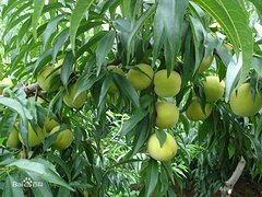 山東黃金冠桃樹(shù)苗批發(fā)，讓華春將【成活率】高苗木快遞給您