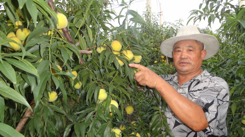 臨沂黃金冠桃苗基地新春低價處理，保證成活率，提供種植技術