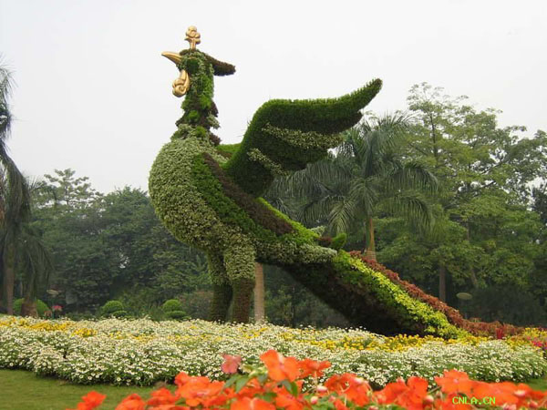 【不容錯過】丶四季草花價格【河北草花基地】丶山東草花種植基地