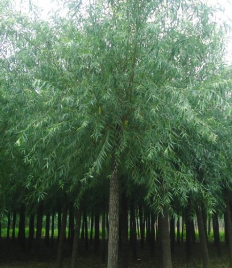 济南价格合理的旱柳，厂家直销|旱柳培植基地，价格实惠哦。。。