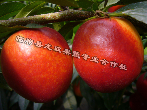 雙紅蟠桃樹(shù)苗_雙紅蟠桃樹(shù)苗價(jià)格_雙紅蟠桃樹(shù)苗種植合作社