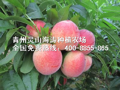 濰坊口碑好的金秋紅蜜桃苗價(jià)格：供應(yīng)金秋紅蜜