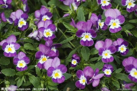 山東雛菊【】河北雛菊【】河北雛菊——雛菊種植基地