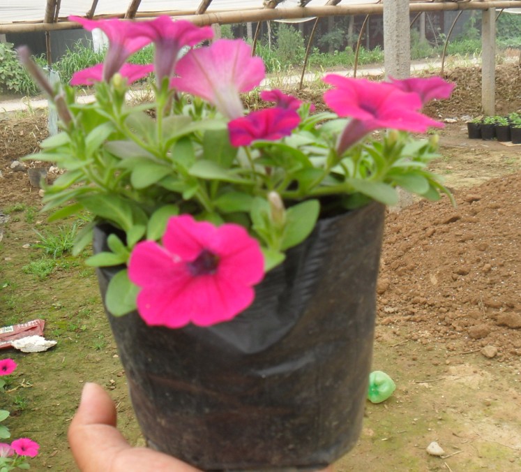 尋【紅寶石萱草價格】【紅運萱草種植基地】【紅花萱草】—綠亞