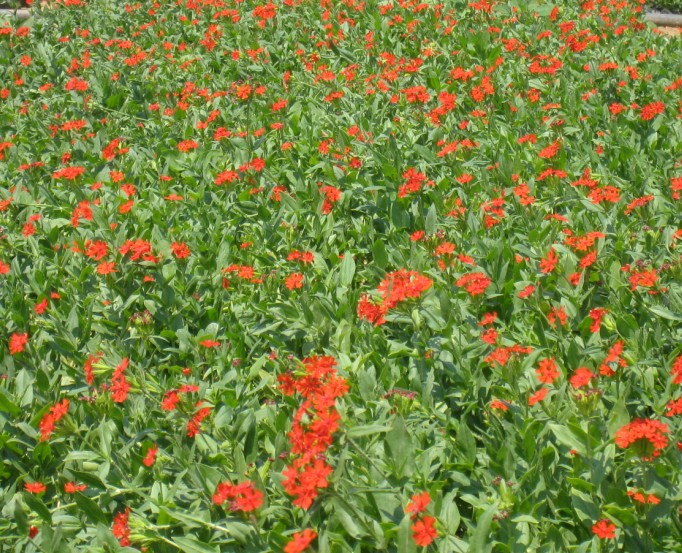 大花剪秋蘿種植基地，大花剪秋蘿批發(fā)，大花剪秋蘿價格