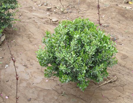 瓜子黃楊種植基地，瓜子黃楊批發(fā)，山東瓜子黃楊種植