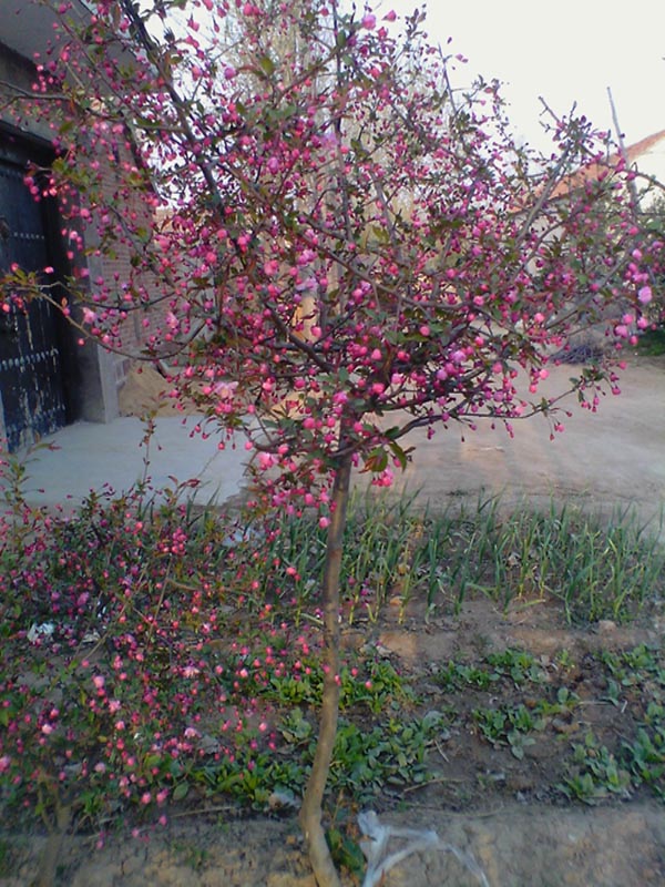 濟南基地專業(yè)團隊培育北美海棠，質(zhì)量上乘，值得信賴