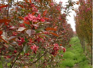 臨沂紅巴倫海棠小苗價格低到你萬萬沒想到，還不趕緊{qg}