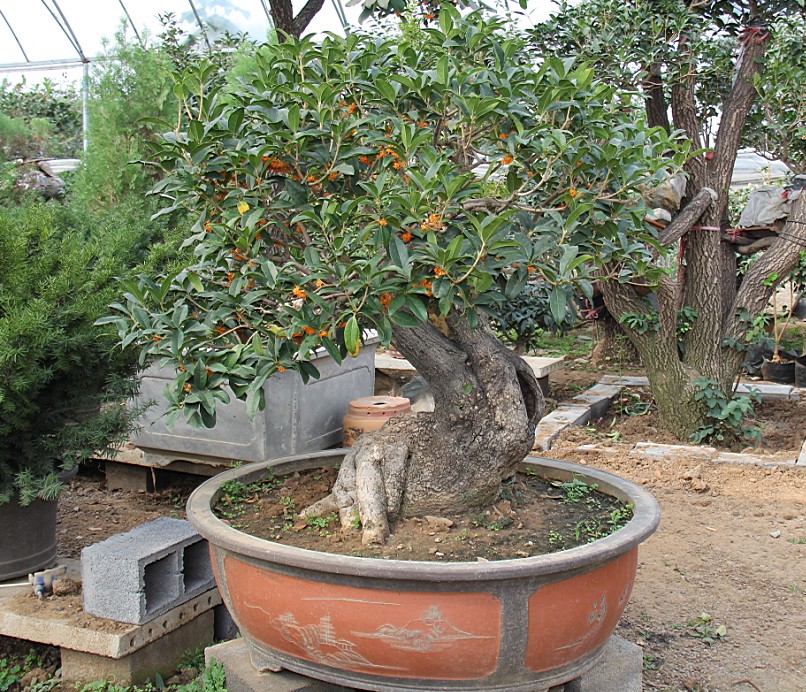 桂花盆景批发，精桩桂花盆景价格，古桩桂花盆景销售