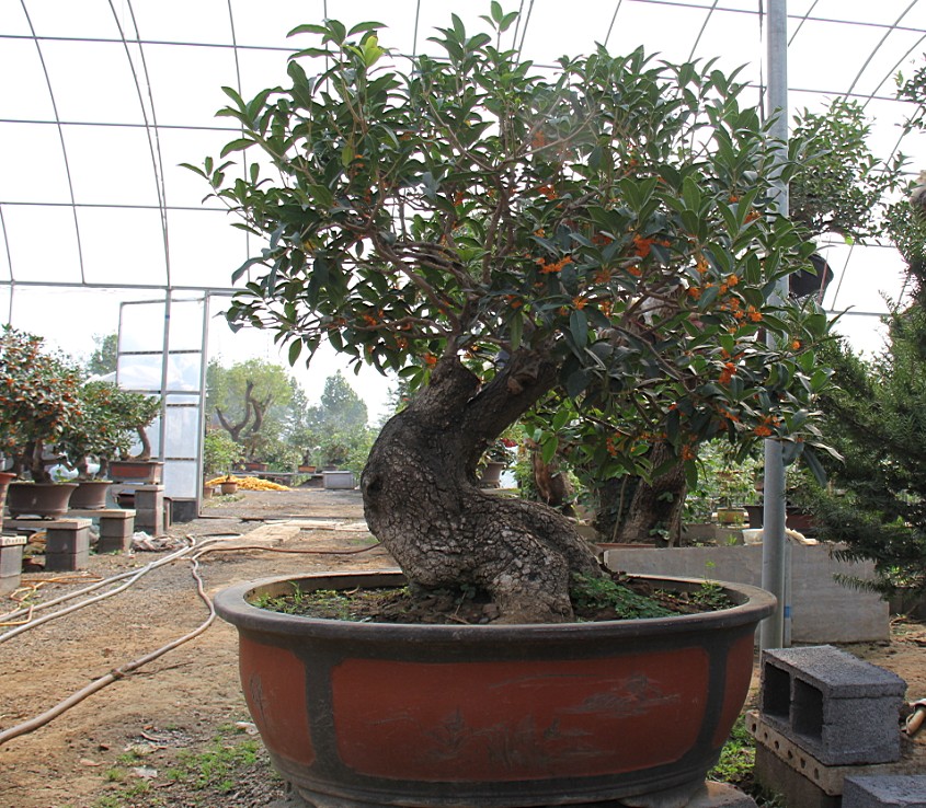 北京精樁桂花盆景批發(fā)，河北古樁桂花盆景批發(fā)，四季桂花盆景批發(fā)