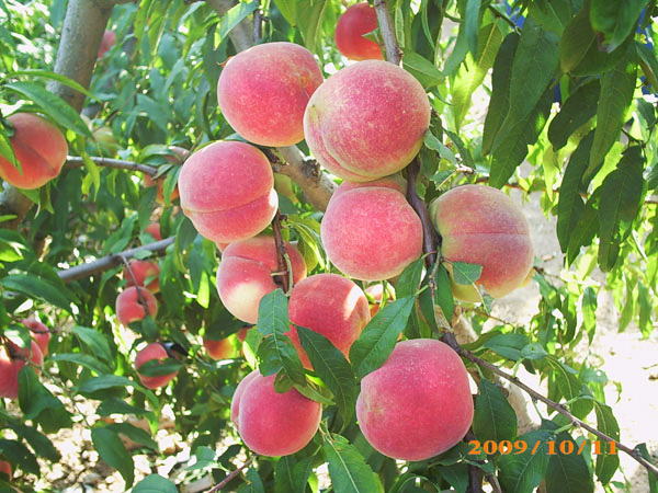 映霜紅桃樹苗@種植映霜紅桃樹苗@青州桃樹苗種植基地【好吃】