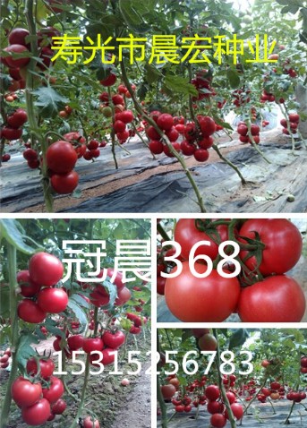 進口番茄種子_知名的抗病毒番茄種子_粉特2號供應(yīng)商