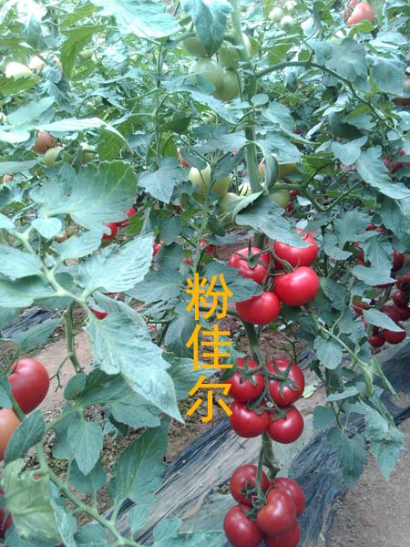 壽光西紅柿種子價(jià)格_西紅柿種子公司/高產(chǎn)西紅柿種子大全