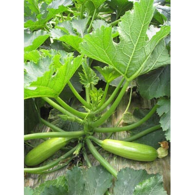 抗TY病毒番茄種子價格_山東高產抗根結線蟲西紅柿種子