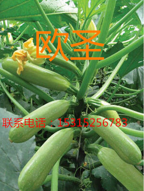 高產(chǎn)抗病西葫蘆種子/高產(chǎn)耐高溫西葫蘆種子/法國進(jìn)口西葫蘆種